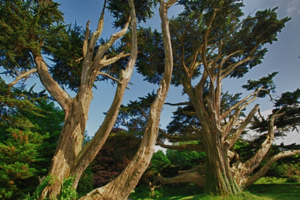 MONTEREY PINE.jpeg